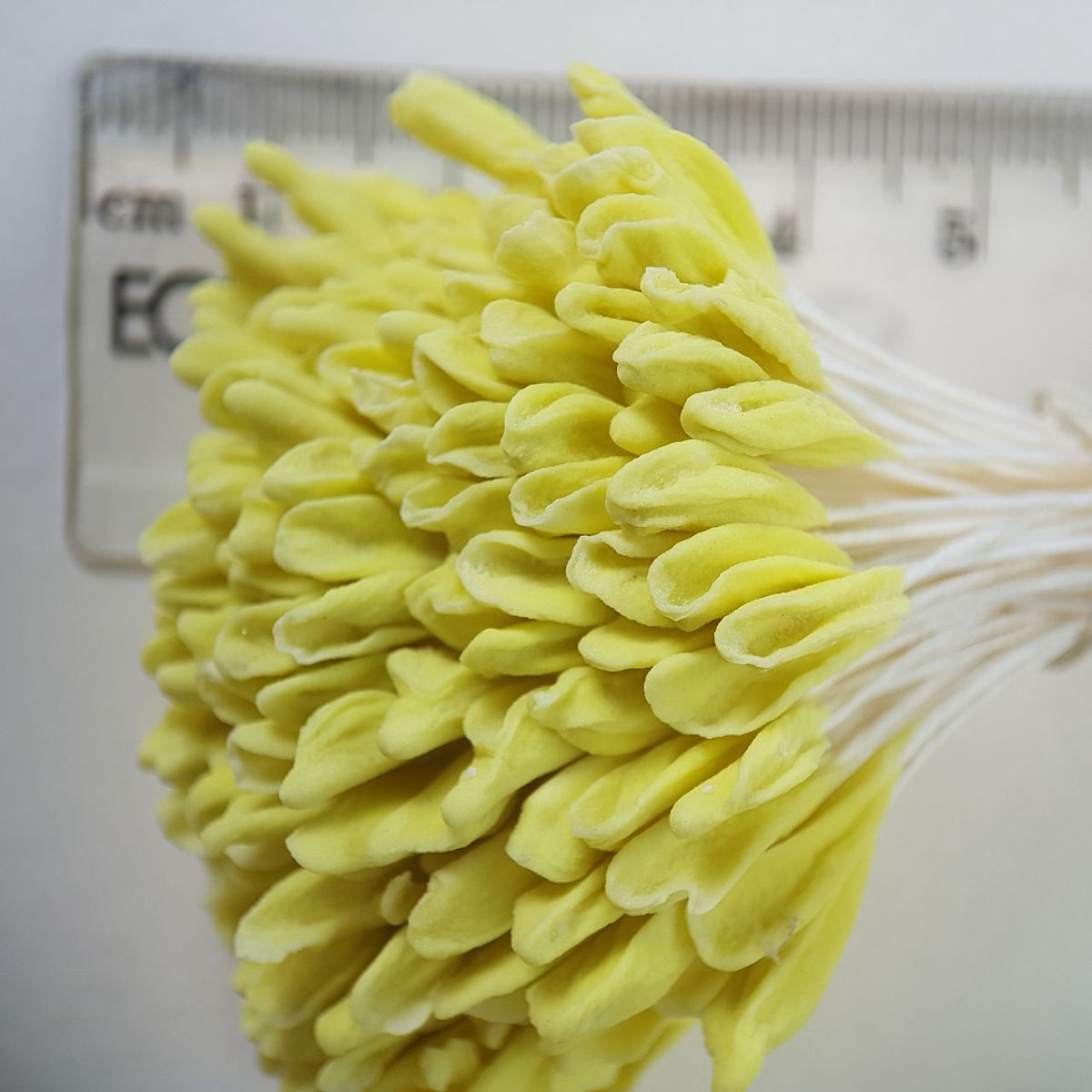 A bundle of 144 single-sided extra-large size XL yellow decorative Japanese flower stamens for lilies and tulips on white threads, featuring large handmade elongated heads measured against a ruler