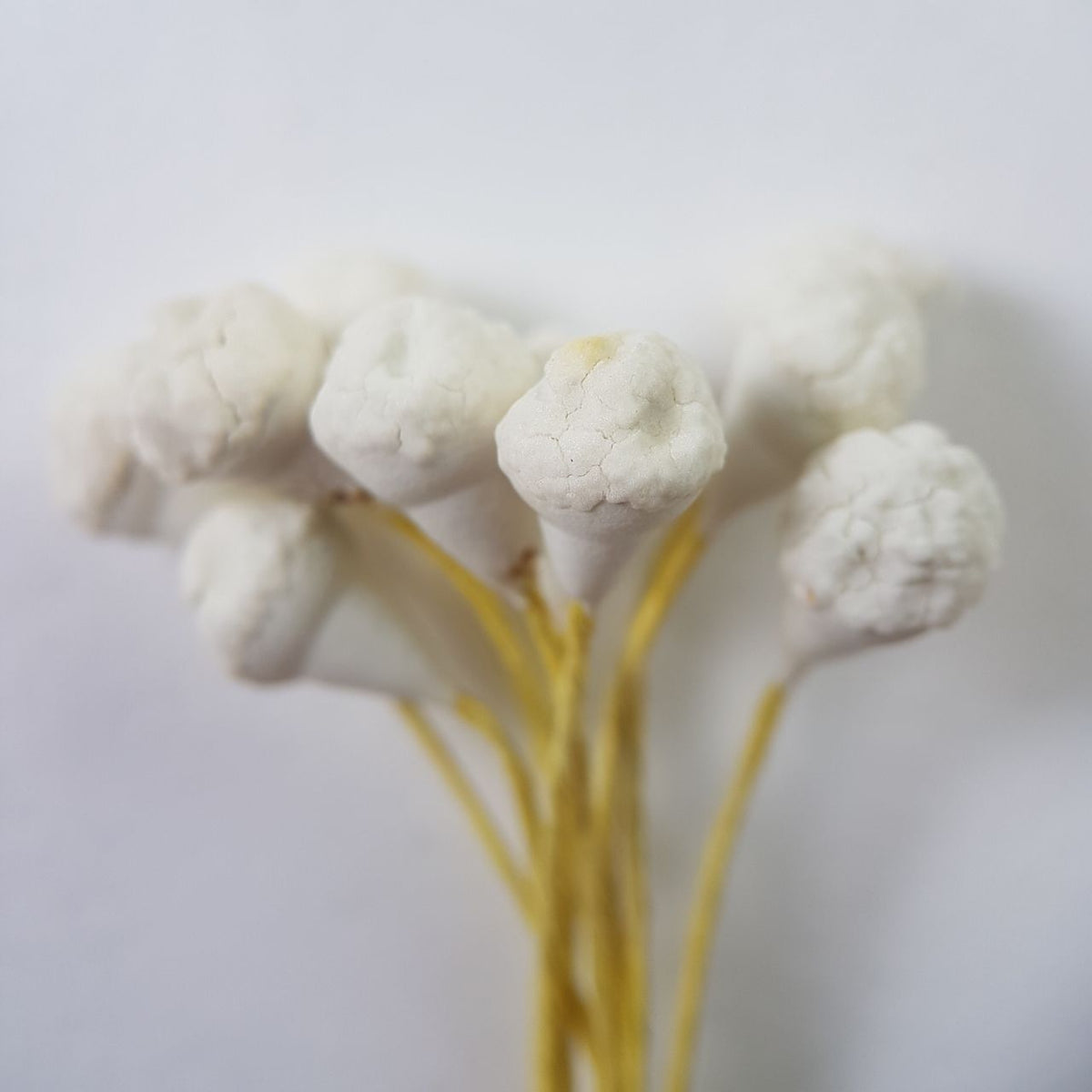 A bundle of 10 flexible yellow wire stems with 20 white closed decorative Japanese flower buds
