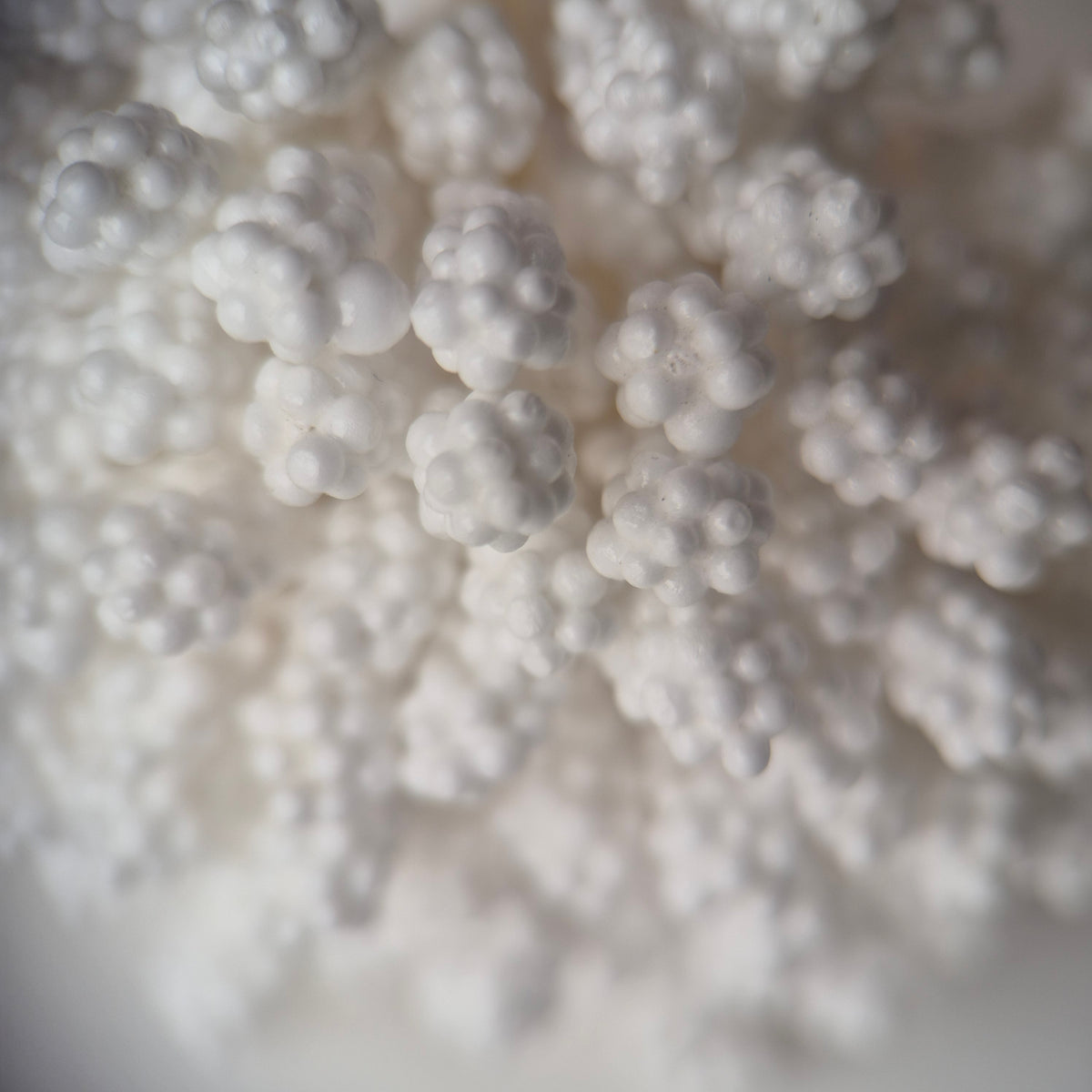 A bundle of 144 single-sided textured Japanese flower stamens with white gypsophila-effect heads on matching white rayon threads