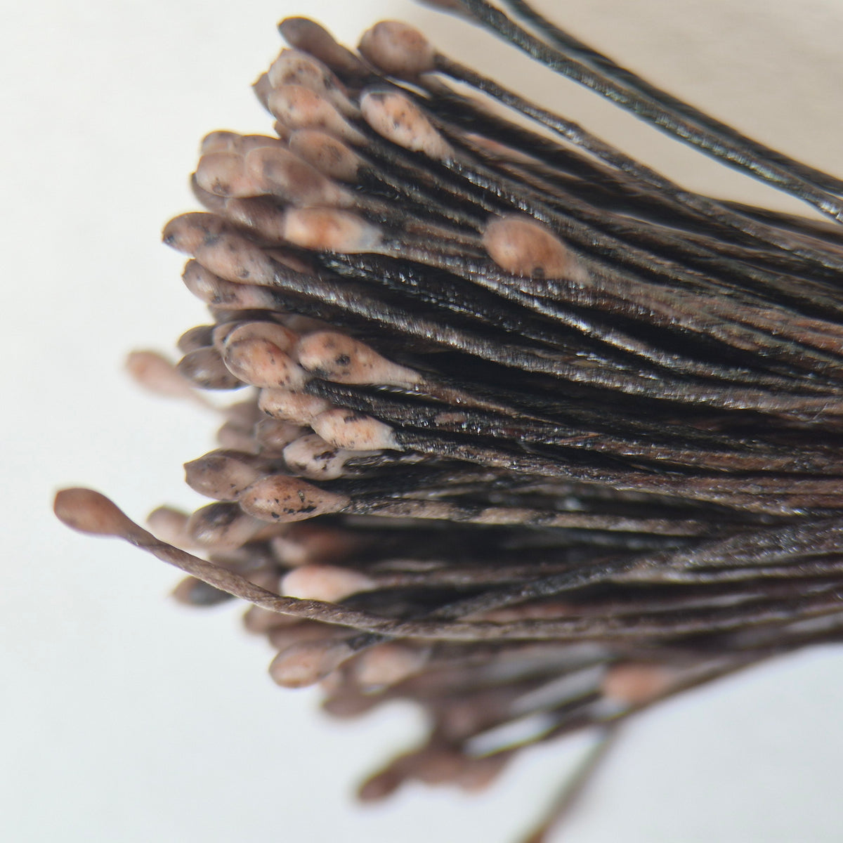 Small bundle of brown round flower stamens on brown cotton thread for silk floristry